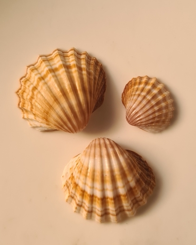 Acanthocardia paucicostata