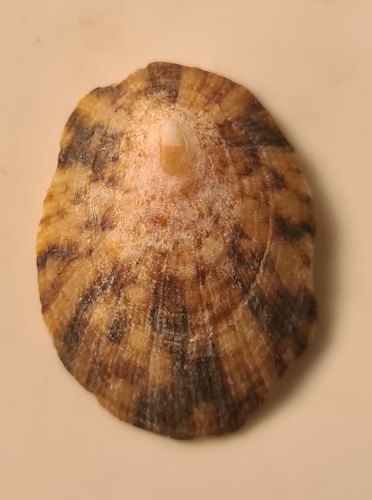Cymbula safiana