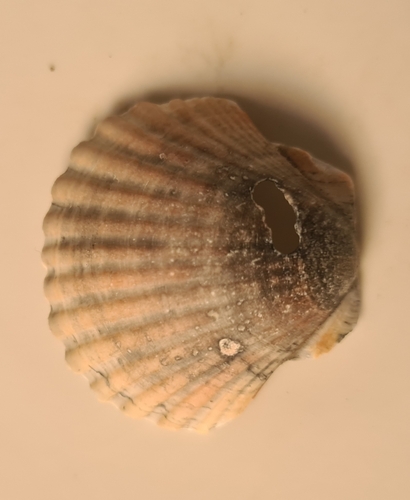 Pecten jacobaeus