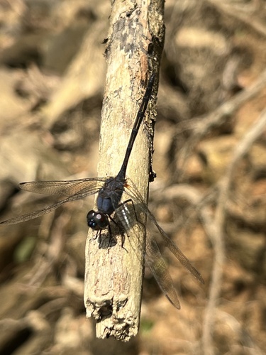 Halfshade Dropwing
