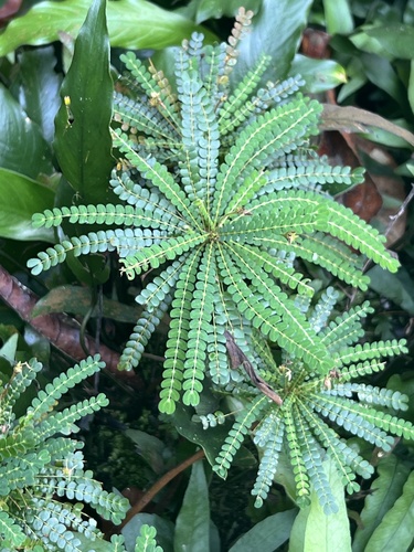 Biophytum zenkeri