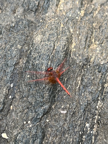 Red-veined Dropwing