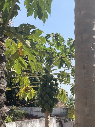 Papaya