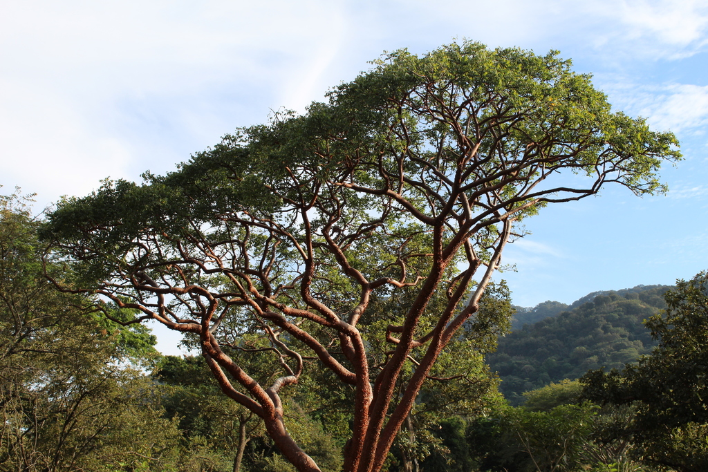 gumbo-limbo, copperwood, chaca, turpentine tree (Bursera simaruba