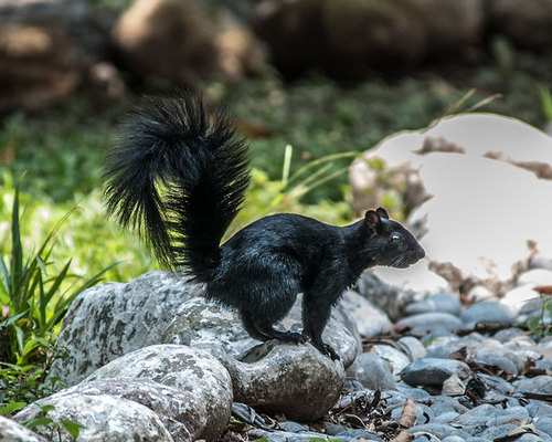 Red-bellied Squirrel
