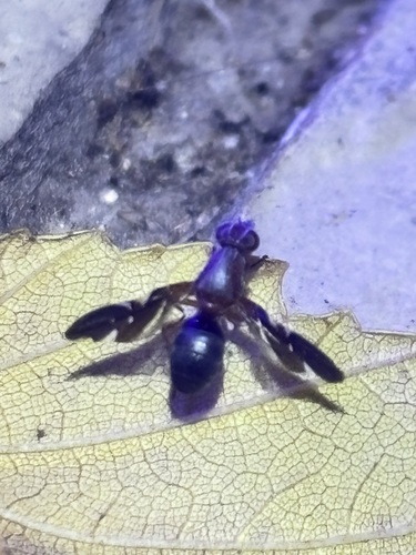Unknown species found near Windsor Park, Austin, TX 78723, USA