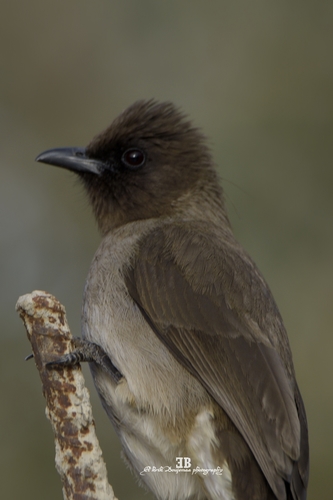 Common Bulbul