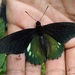 Mariposa Cola de Golondrina Oriental - Photo (c) Francisco Marval, todos los derechos reservados, subido por Francisco Marval