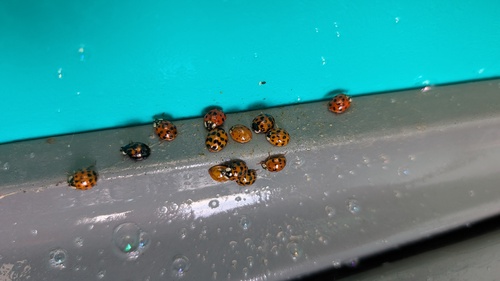 Asian Lady Beetle
