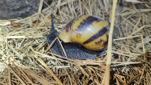 Giant Tiger Land Snail