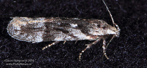 Carpatolechia belangerella