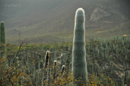 Cephalocereus columna-trajani