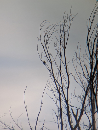 Northern Flicker