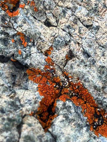 iNaturalist observation photo of Xanthorioideae
