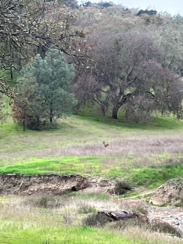iNaturalist observation photo of Mule Deer