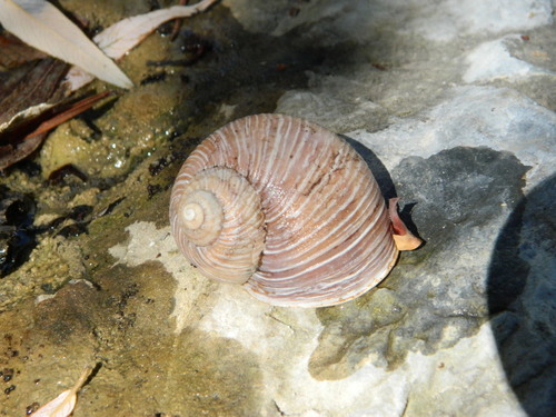 Humboldtiana nuevoleonis