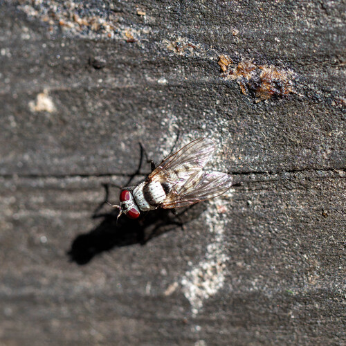 Unknown species found near Meadow Creek Dr, Austin, TX, USA