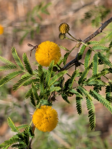 Unknown species found near Middleburg, FL 32068, USA