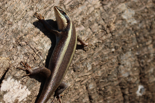 African Striped Skink
