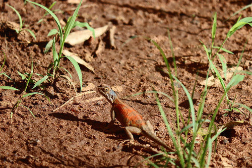 Mozambique Agama