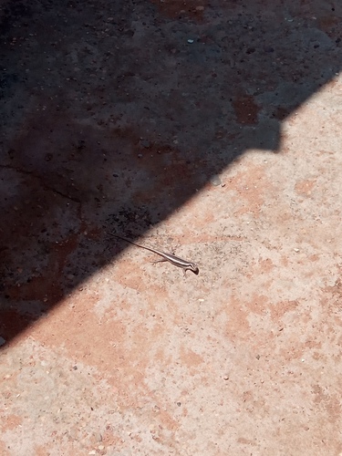 African Striped Skink