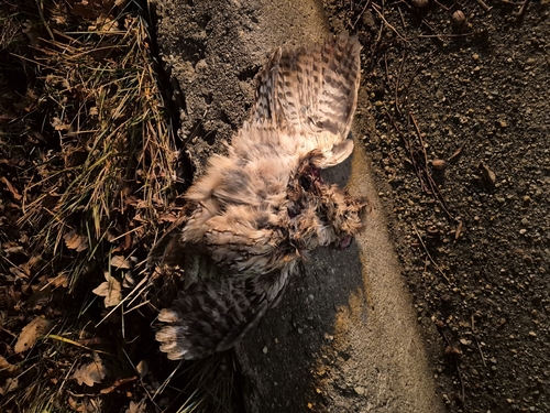 View observation of {o.common_name} on iNaturalist