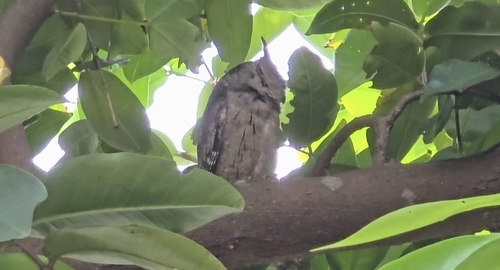Indian Scops-Owl