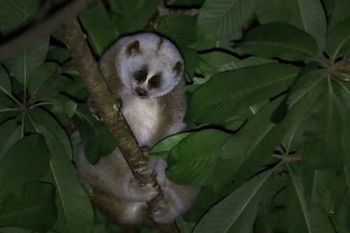 Bengal Slow Loris