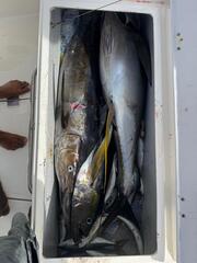 Yellowfin tuna