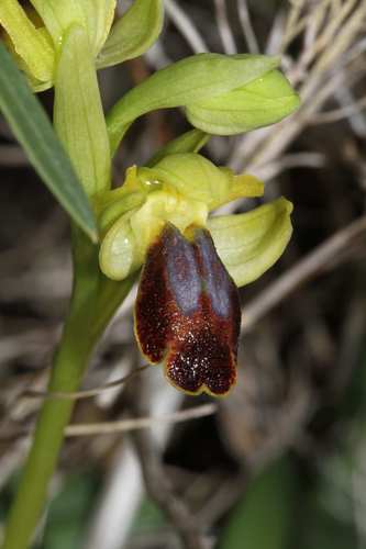 Sombre Bee-orchid