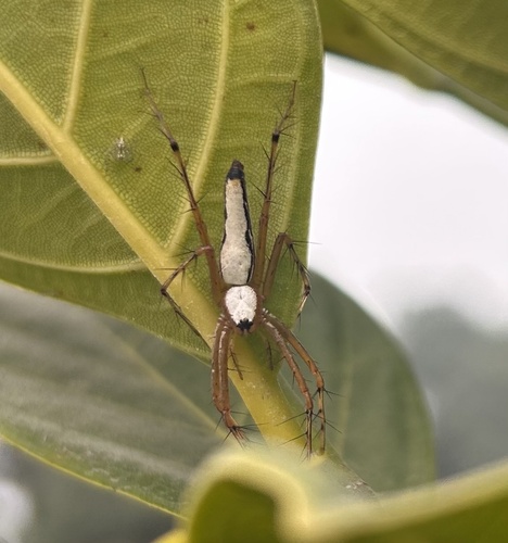 White Lynx Spider