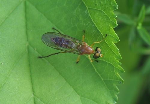 Unknown species found near Rochester Hills, MI, USA