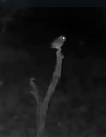 View observation of {o.common_name} on iNaturalist