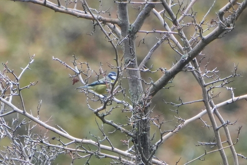 Avistamiento Cyanistes caeruleus