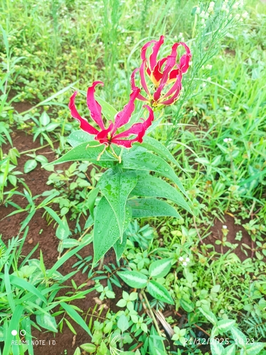 flame lily