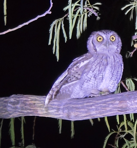 Tropical Screech-Owl