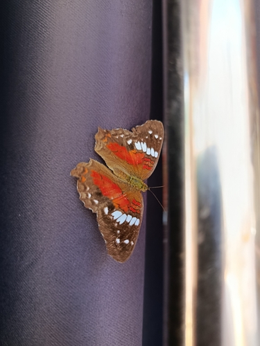 Red Peacock