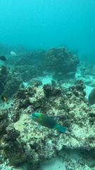 Bullethead Parrotfish