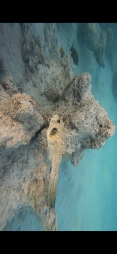 Arothron hispidus