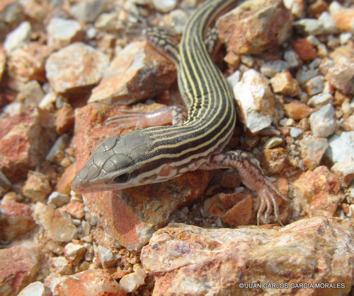 Blackbelly Racerunner