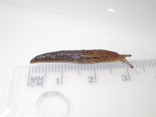 Striped Garden Slug