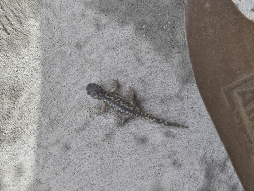 Western Tiger Salamander observed by kylajensen