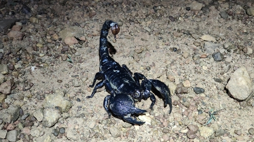 Common Emperor Scorpion