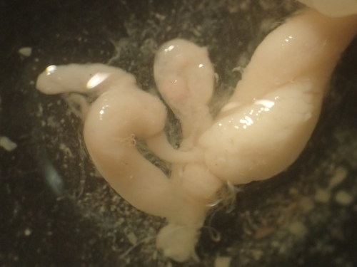 Striped Greenhouse Slug