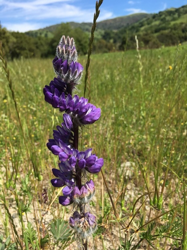 Chick lupine