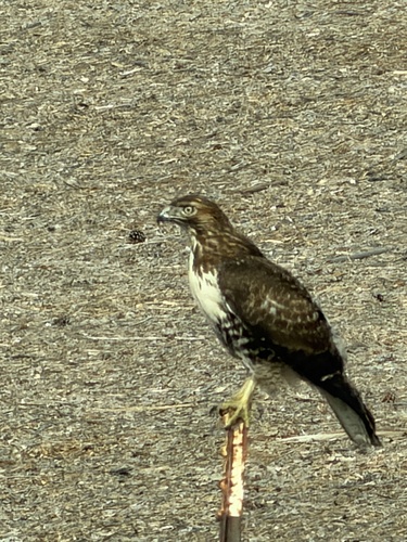 iNaturalist observation photo of Red-tailed Hawk