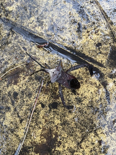 Acanthocephala alata