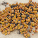 Crassula atropurpurea cultriformis - Photo (c) David Beadle, all rights reserved, uploaded by David Beadle