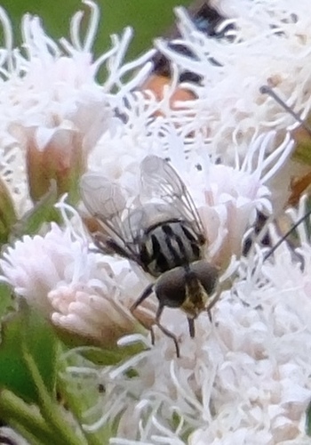 Unknown species found near Canyon Lake, TX, USA