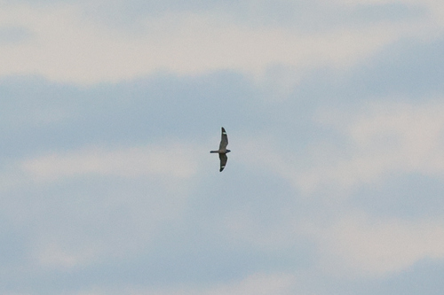Lesser Nighthawk observed by captainjack0000